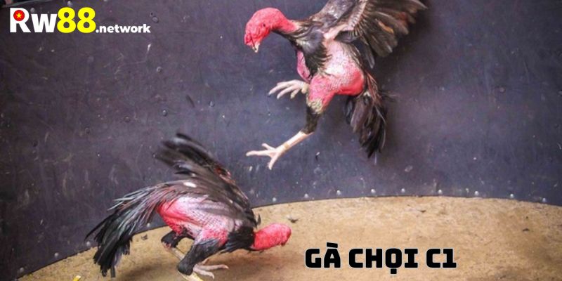 Gà chọi C1 đóng vai trò quan trọng trong trận đấu đá gà