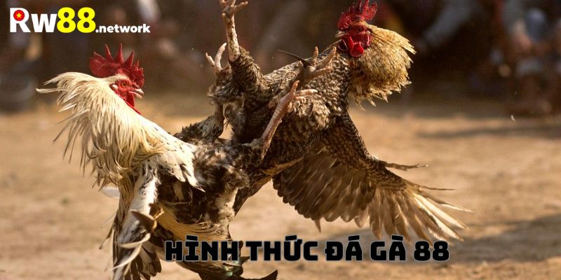 Hình thức đá gà 88 đa dạng và phổ biến nhất hiện nay