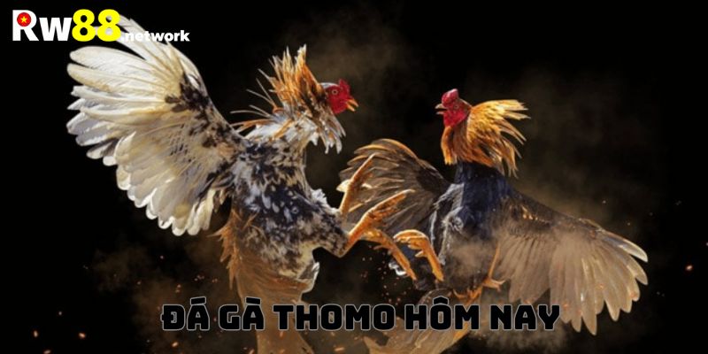 Hình thức trực tiếp đá gà Thomo mới nhất hiện nay