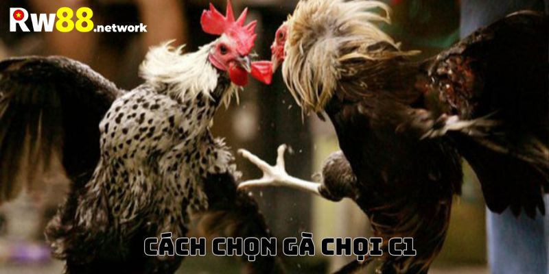 Tiêu chí chọn gà chọi C1 chính xác và hiệu quả